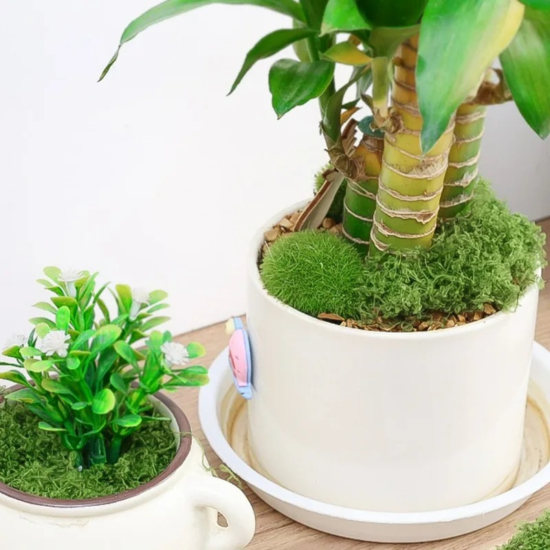 50/300G DIY Fake Moss Grass Et - огляд і ціна Sphagnum Moss Dry